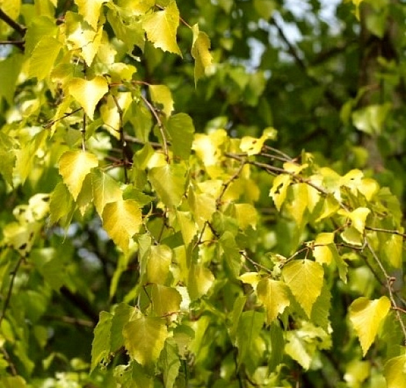 Береза повислая 'Шневердингер Голдбирк'